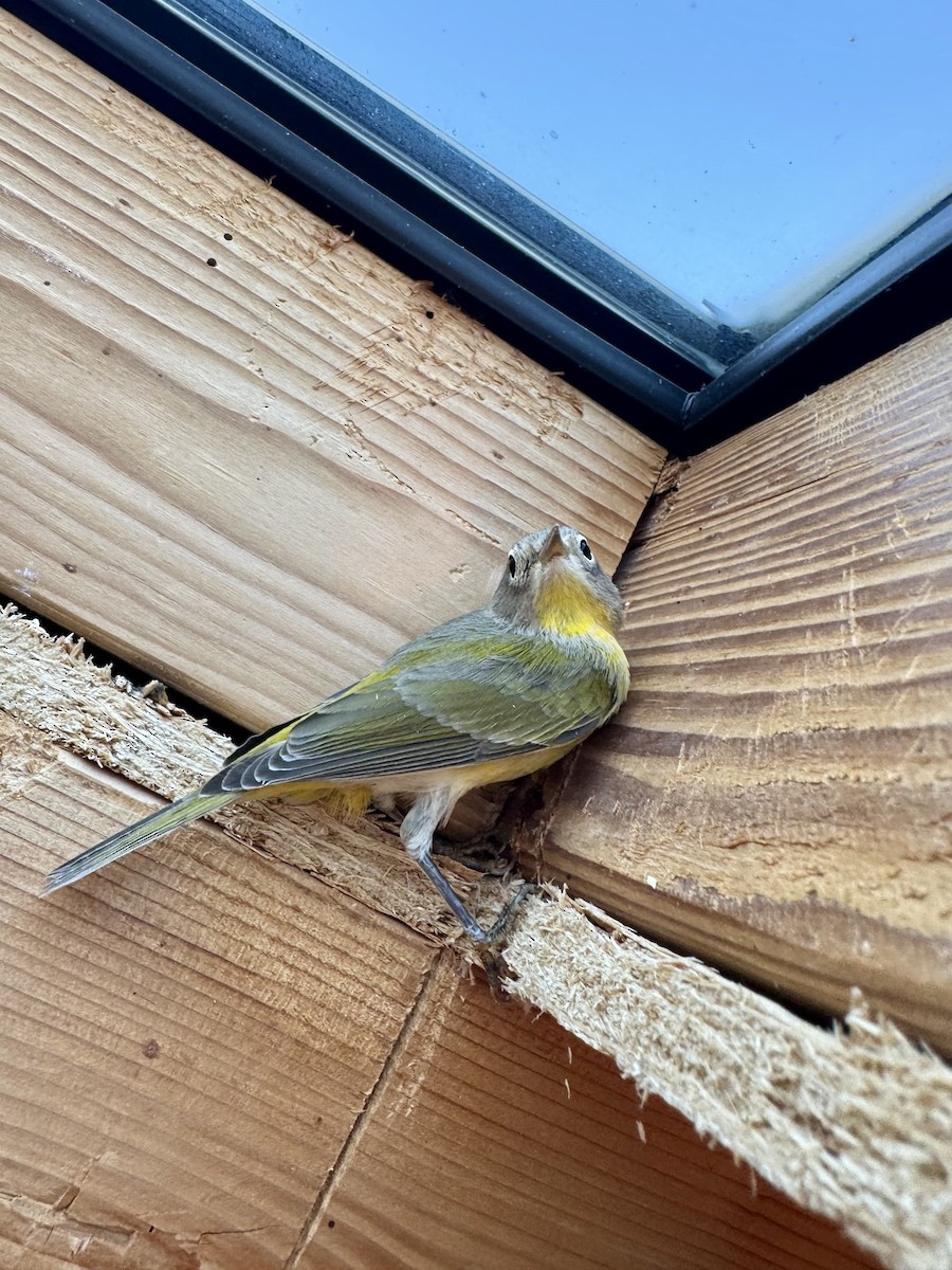 Nashville Warbler - ML641117192