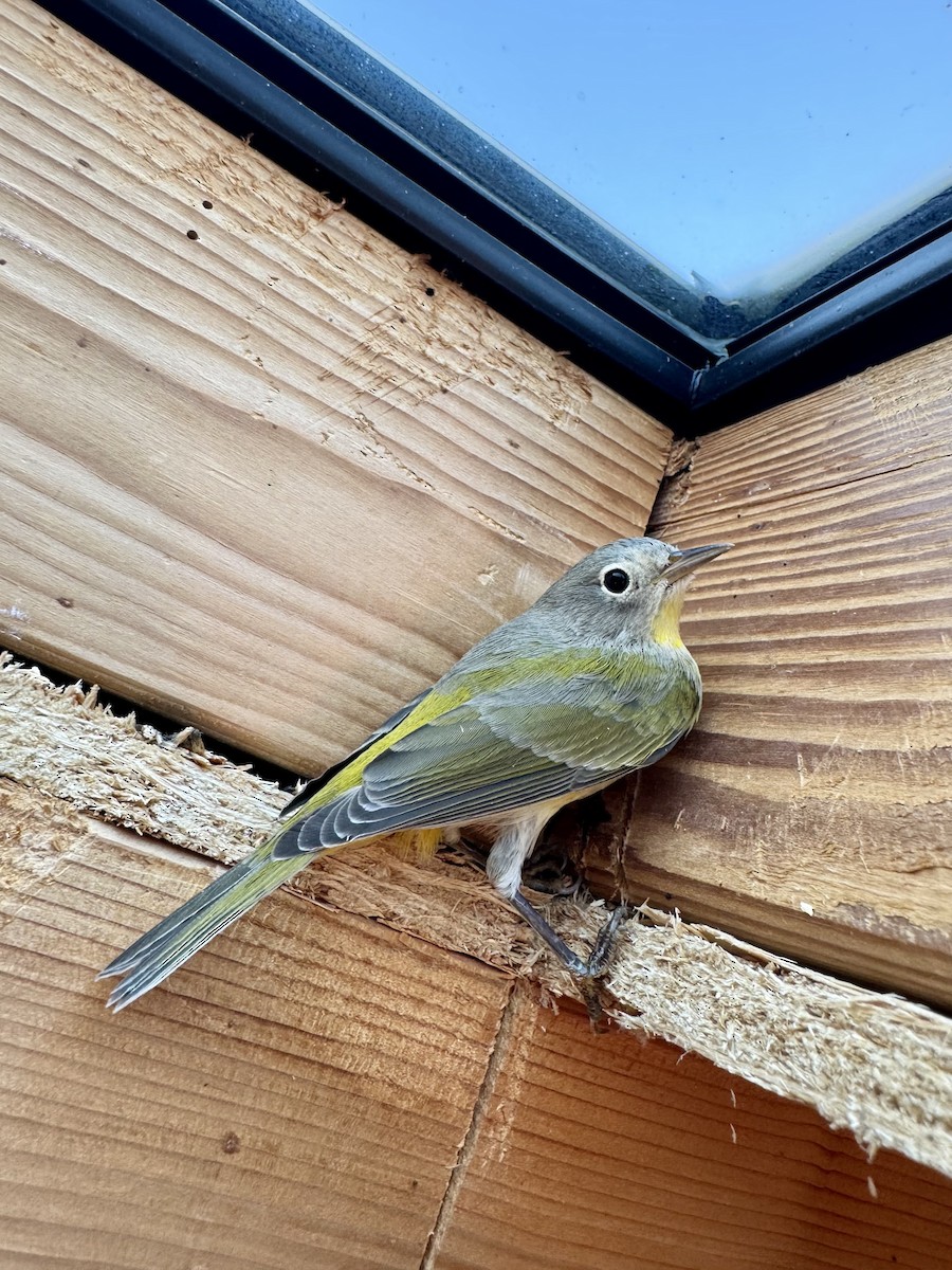 Nashville Warbler - ML641117193