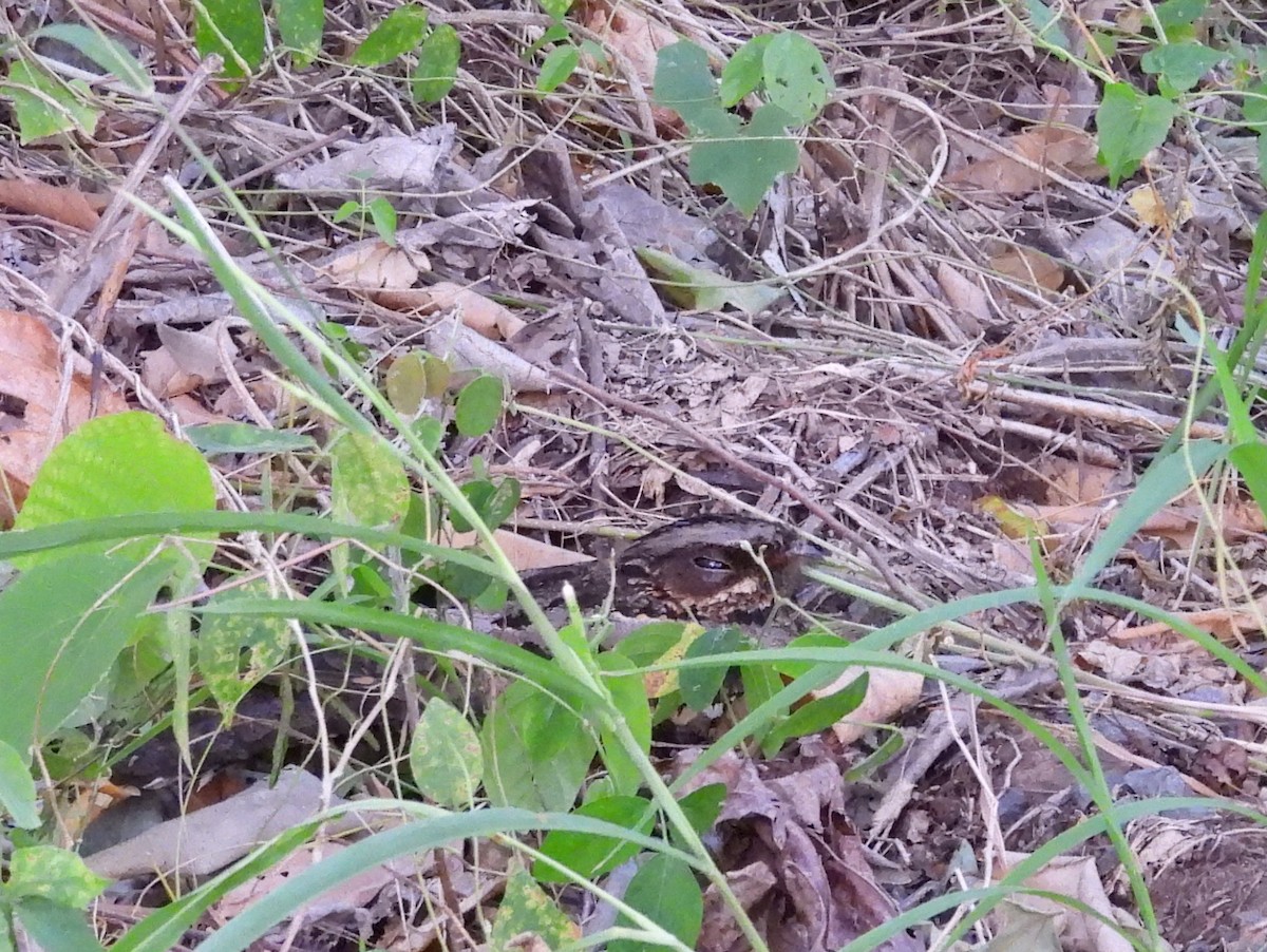Sulawesi Nightjar - ML641117200