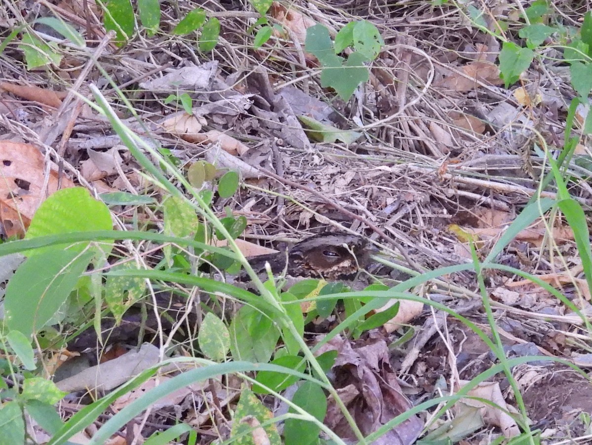 Sulawesi Nightjar - ML641117201