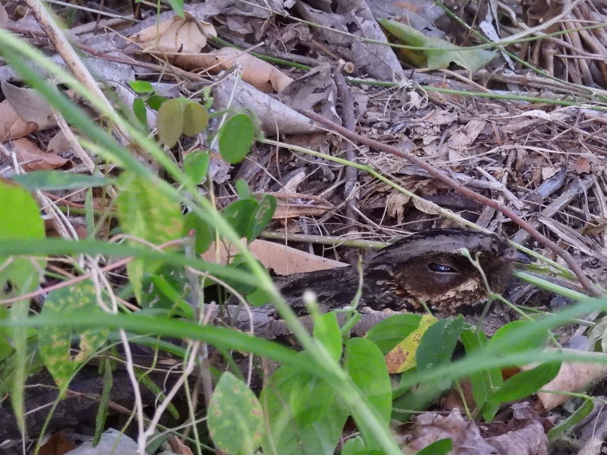 Sulawesi Nightjar - ML641117202