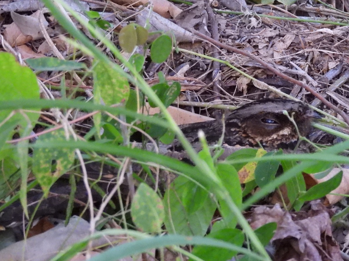Sulawesi Nightjar - ML641117203