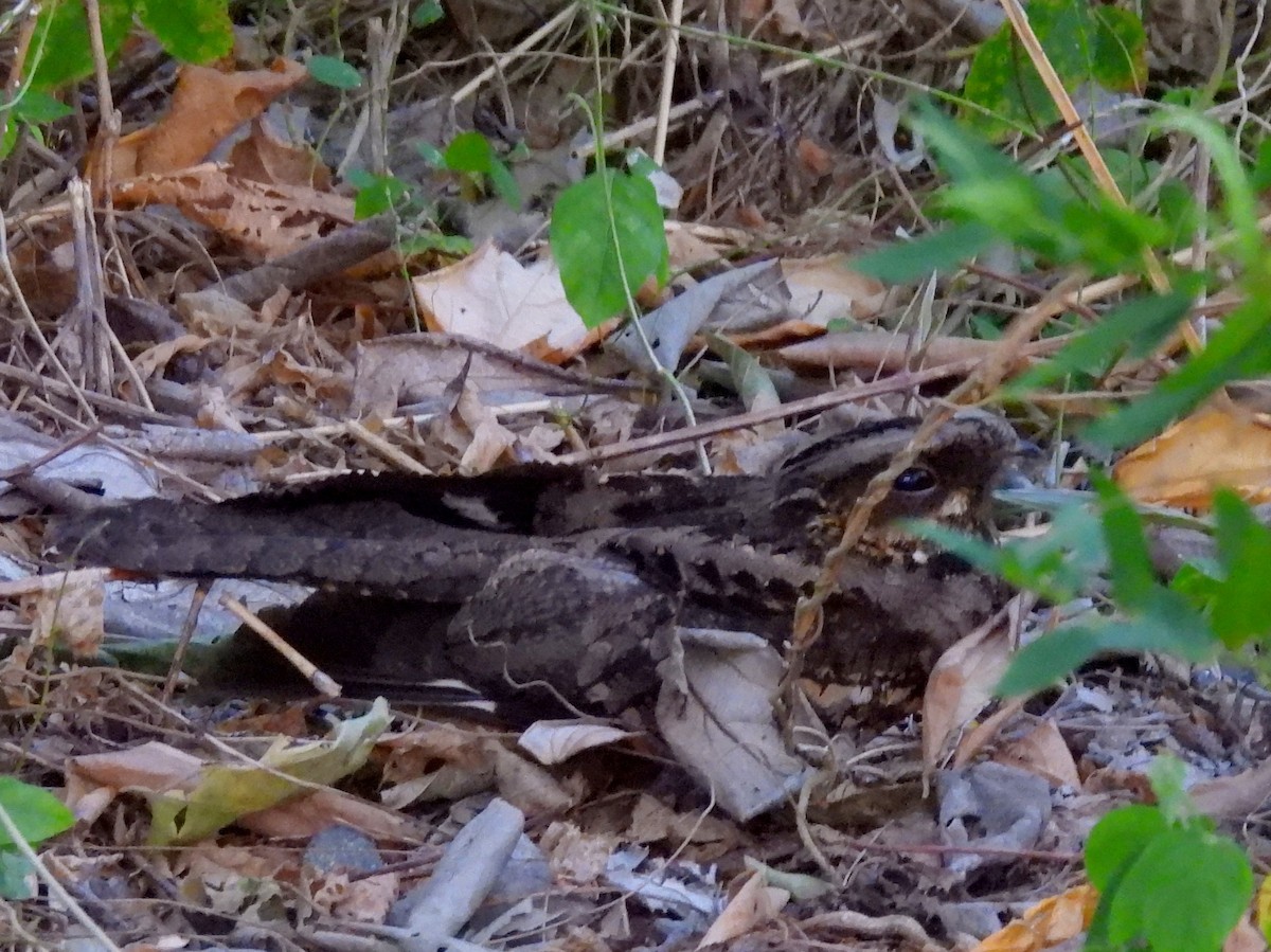 Sulawesi Nightjar - ML641117204