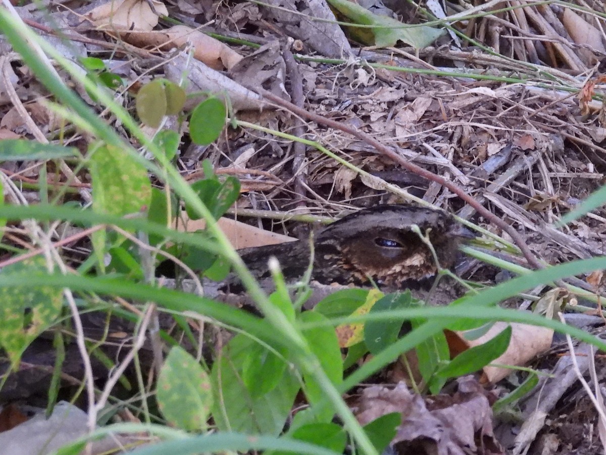 Sulawesi Nightjar - ML641117205