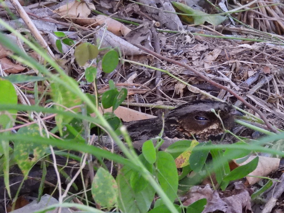 Sulawesi Nightjar - ML641117206