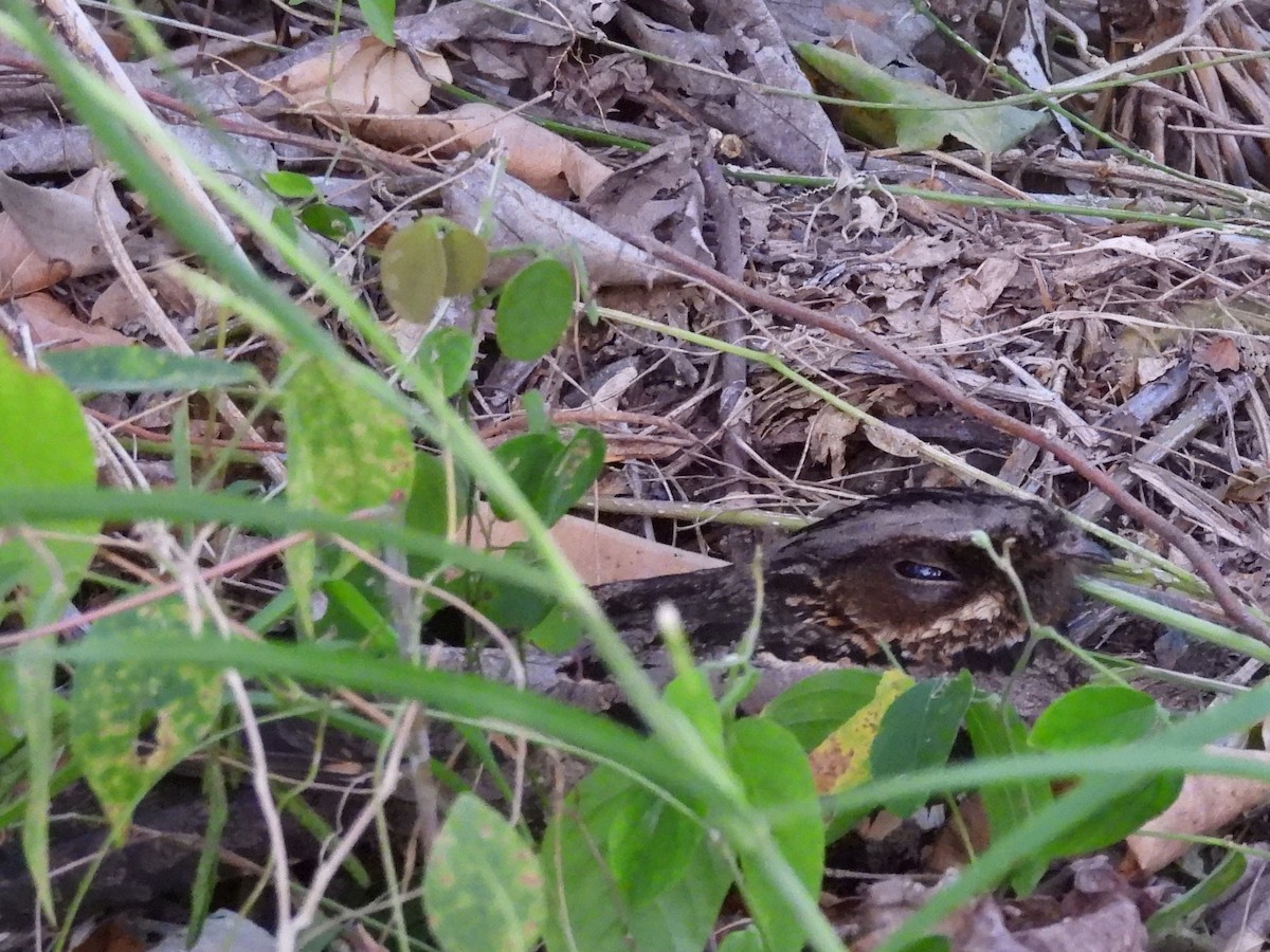 Sulawesi Nightjar - ML641117207