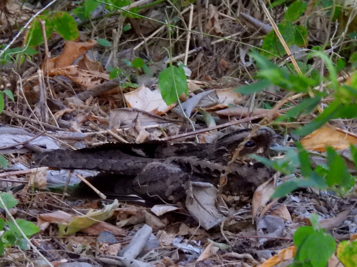 Sulawesi Nightjar - ML641117208