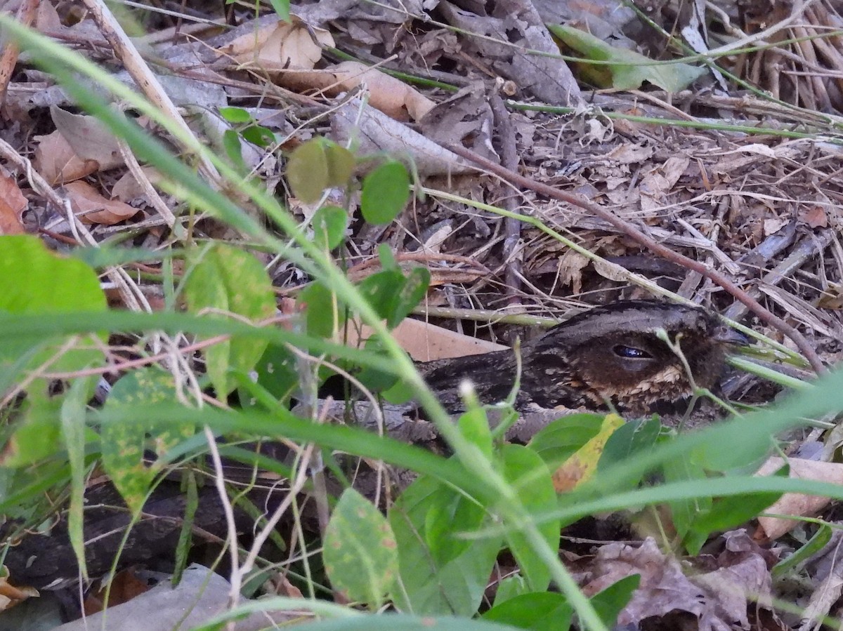 Sulawesi Nightjar - ML641117210