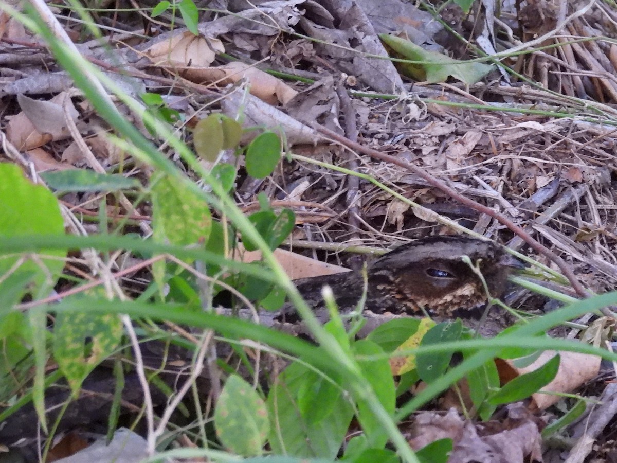 Sulawesi Nightjar - ML641117211