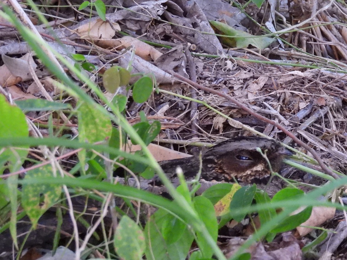 Sulawesi Nightjar - ML641117212