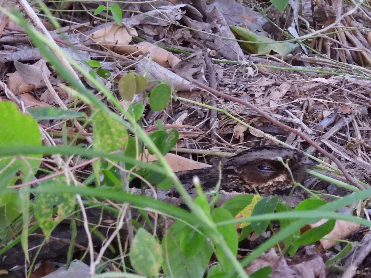 Sulawesi Nightjar - ML641117213