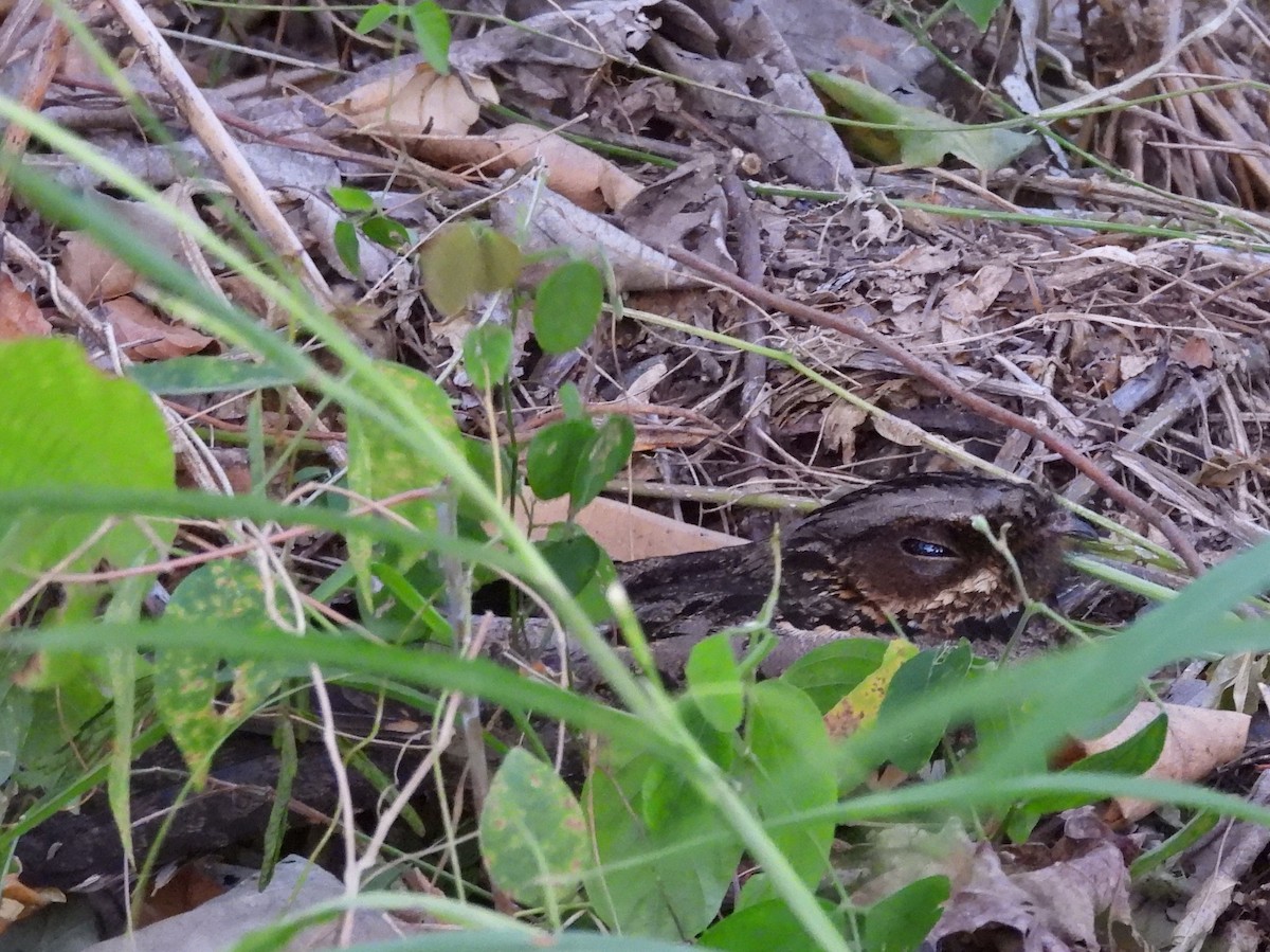Sulawesi Nightjar - ML641117214