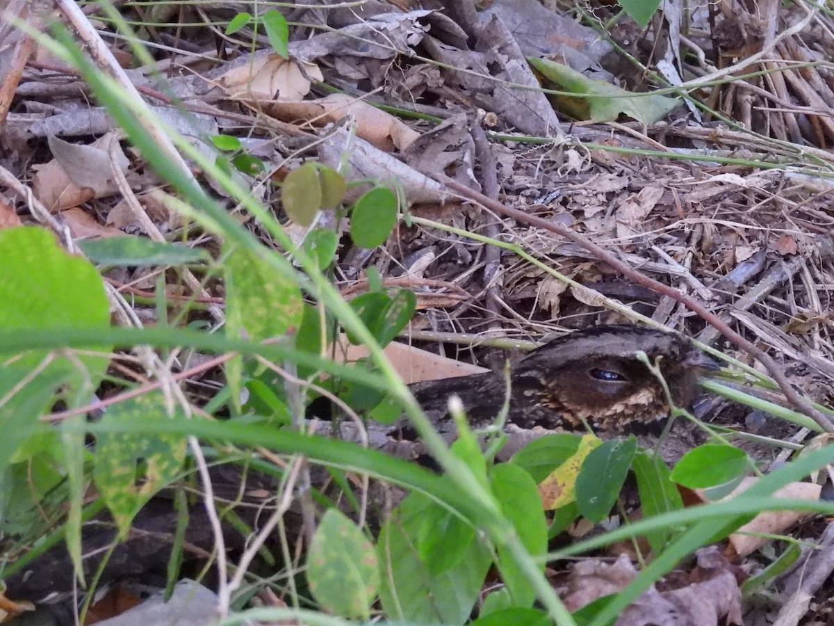 Sulawesi Nightjar - ML641117215