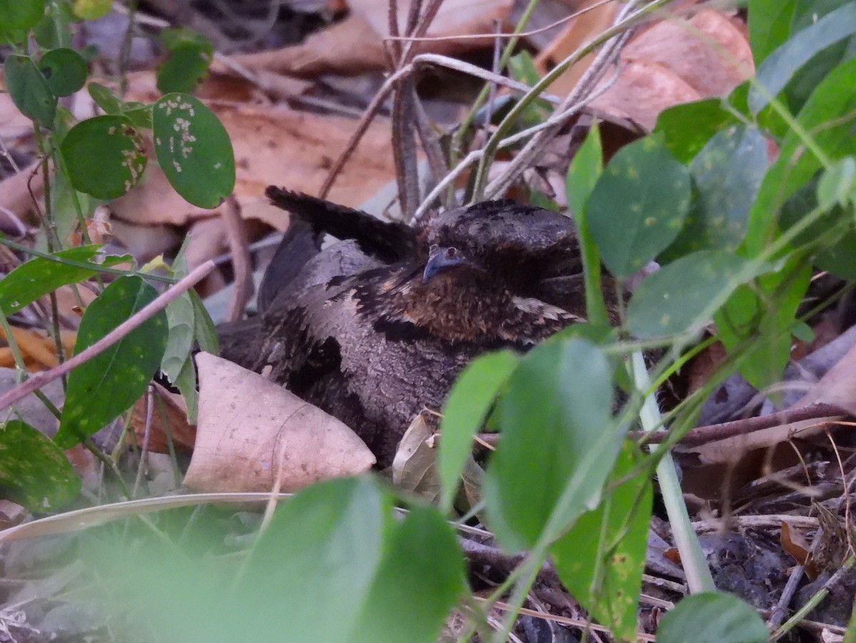 Sulawesi Nightjar - ML641117216