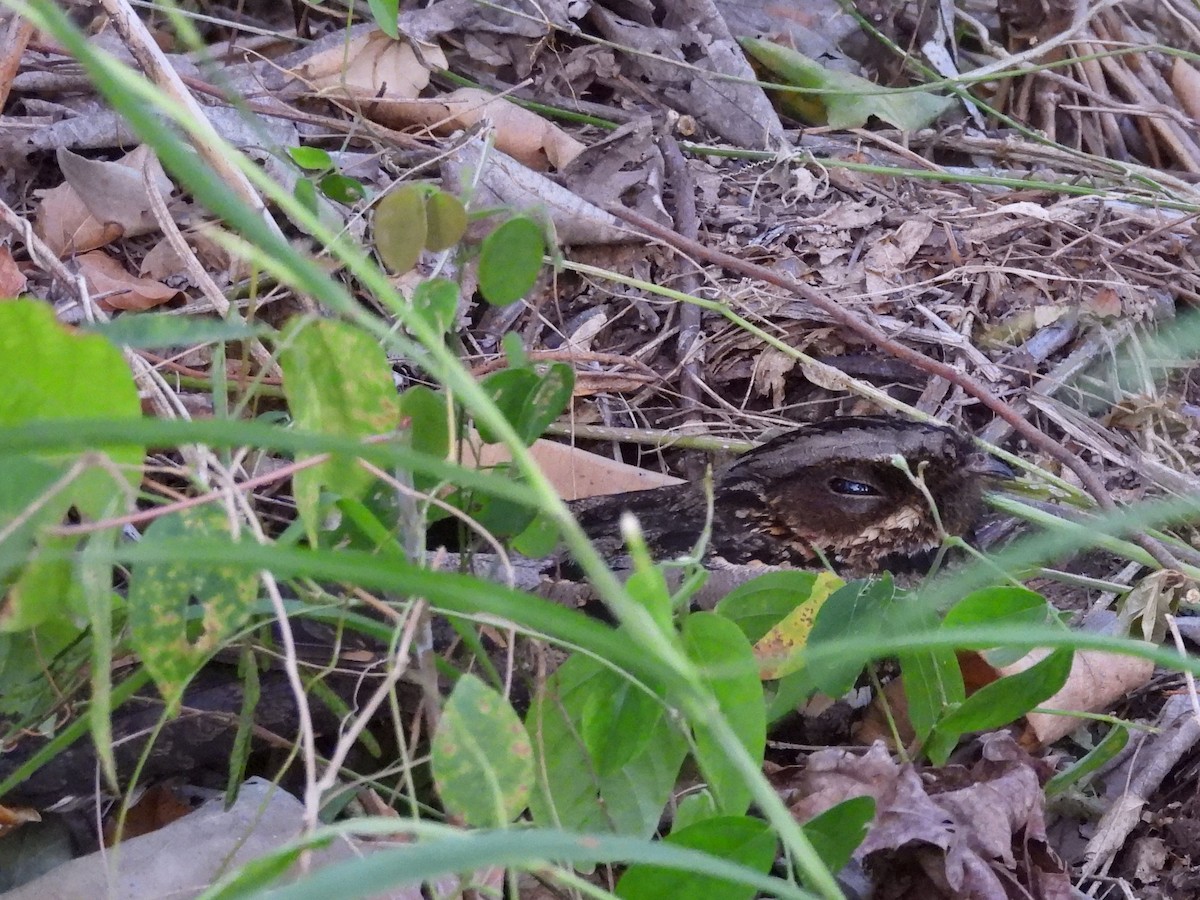 Sulawesi Nightjar - ML641117217