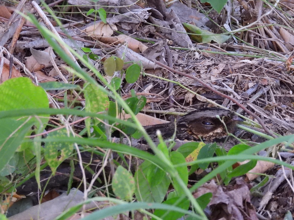 Sulawesi Nightjar - ML641117218