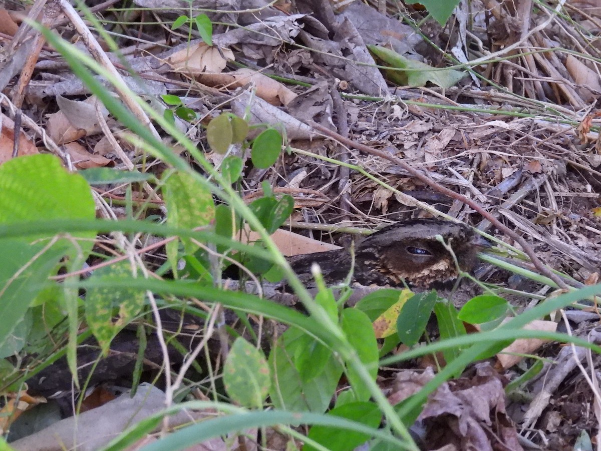 Sulawesi Nightjar - ML641117219