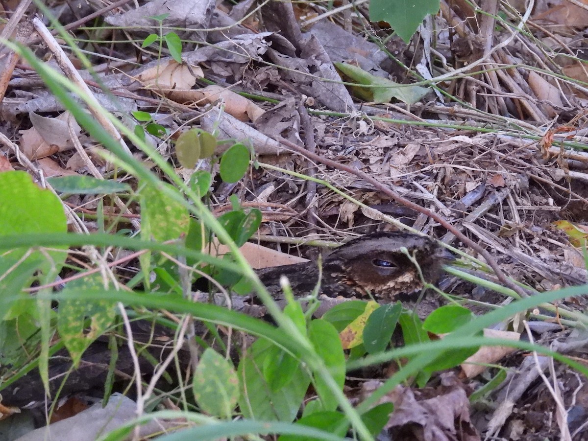 Sulawesi Nightjar - ML641117220