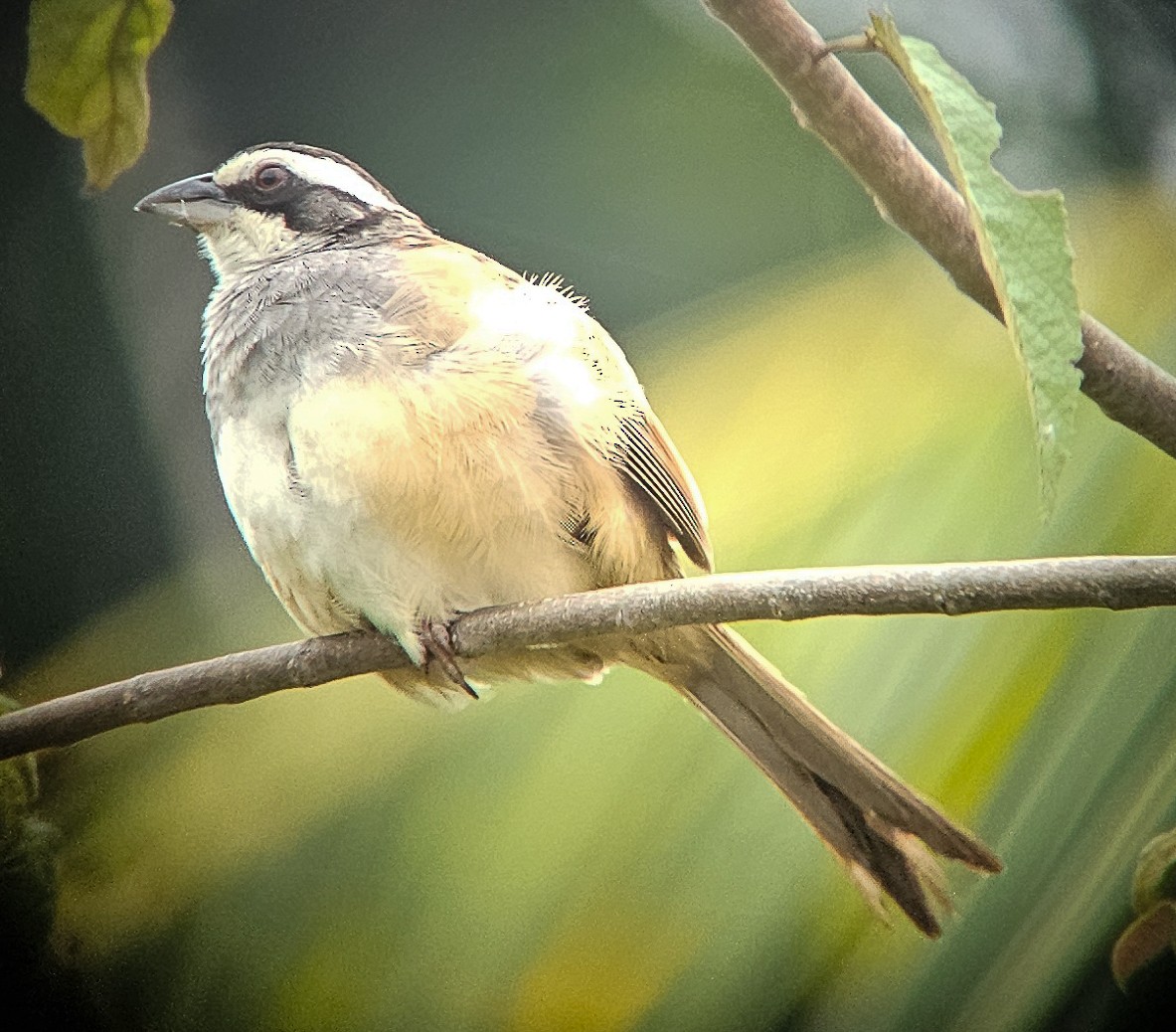 Stripe-headed Sparrow - ML641117231