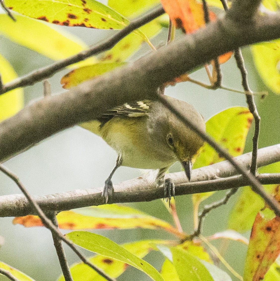White-eyed Vireo - ML641117246