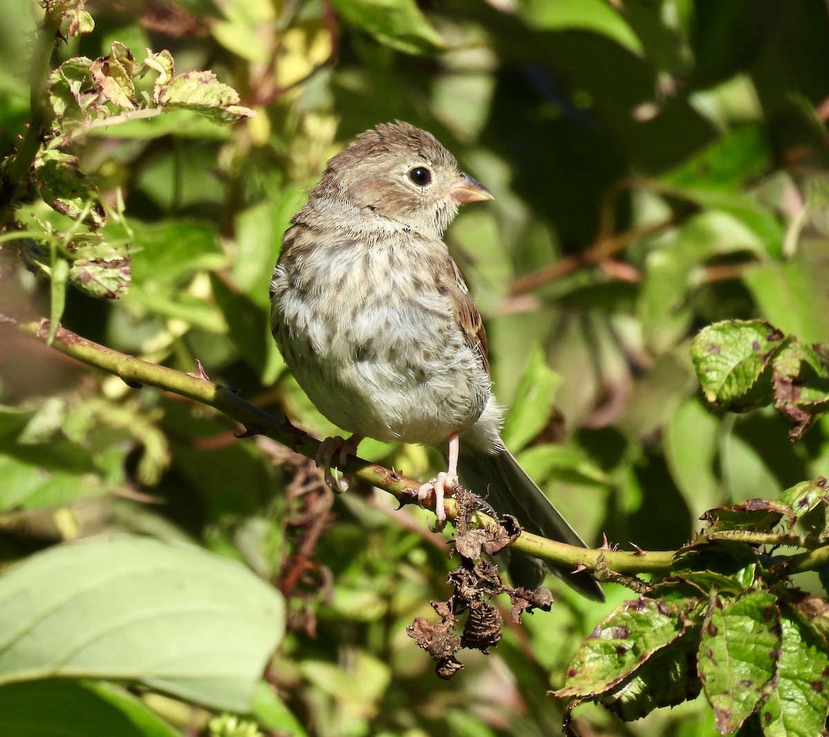 Field Sparrow - ML641117248