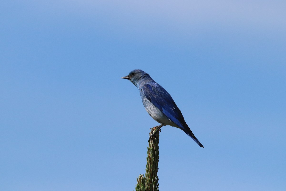 Mountain Bluebird - ML641117249