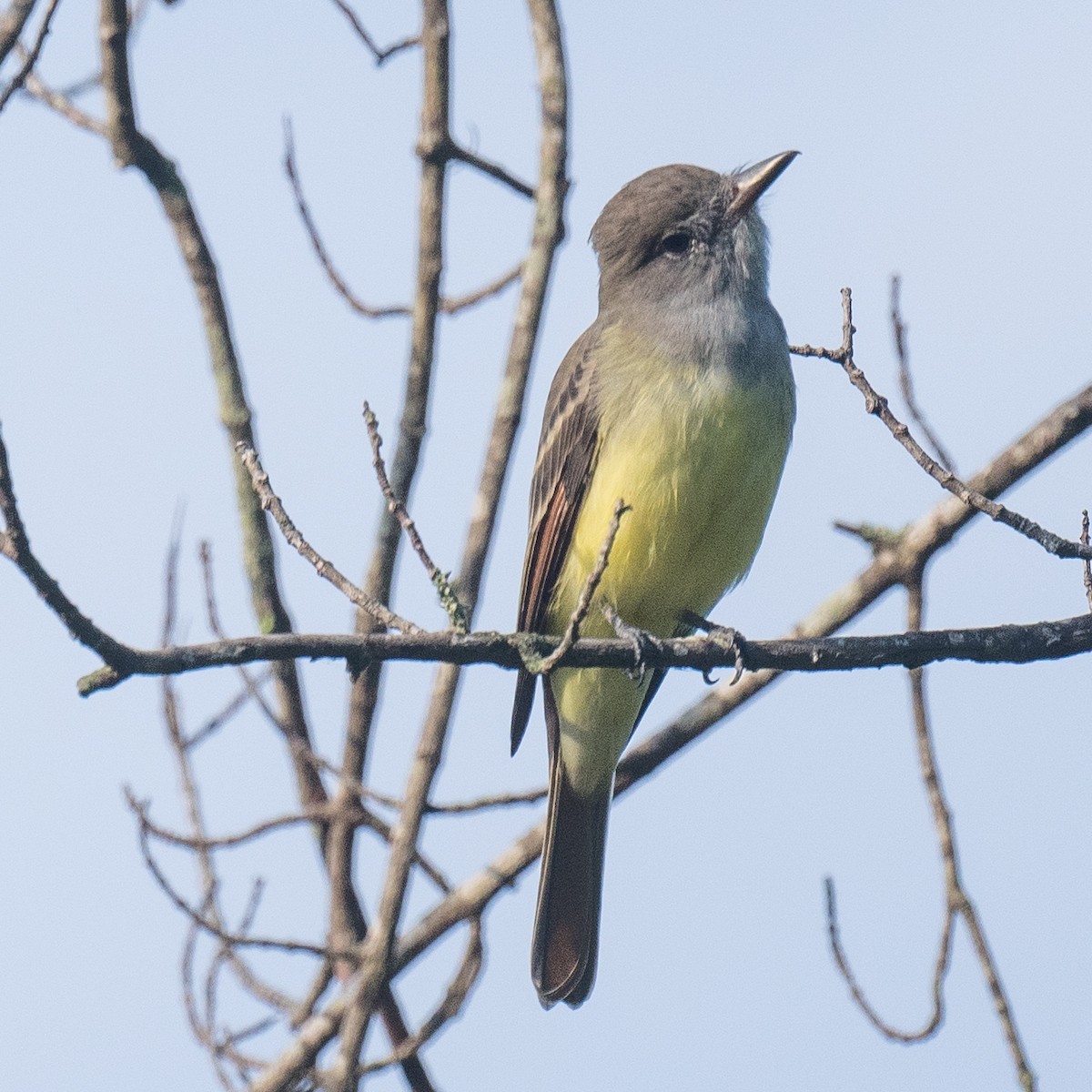 Great Crested Flycatcher - ML641117251