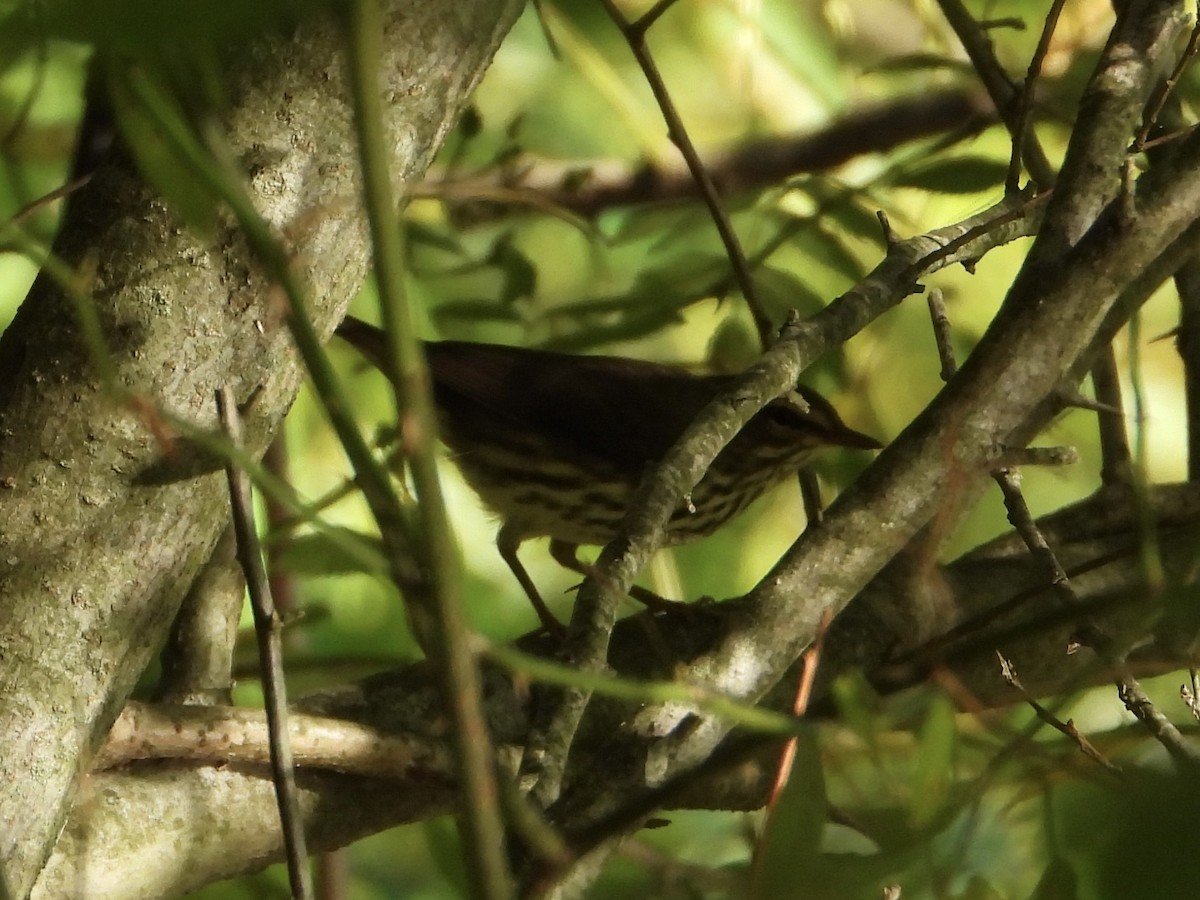Northern Waterthrush - ML641117261