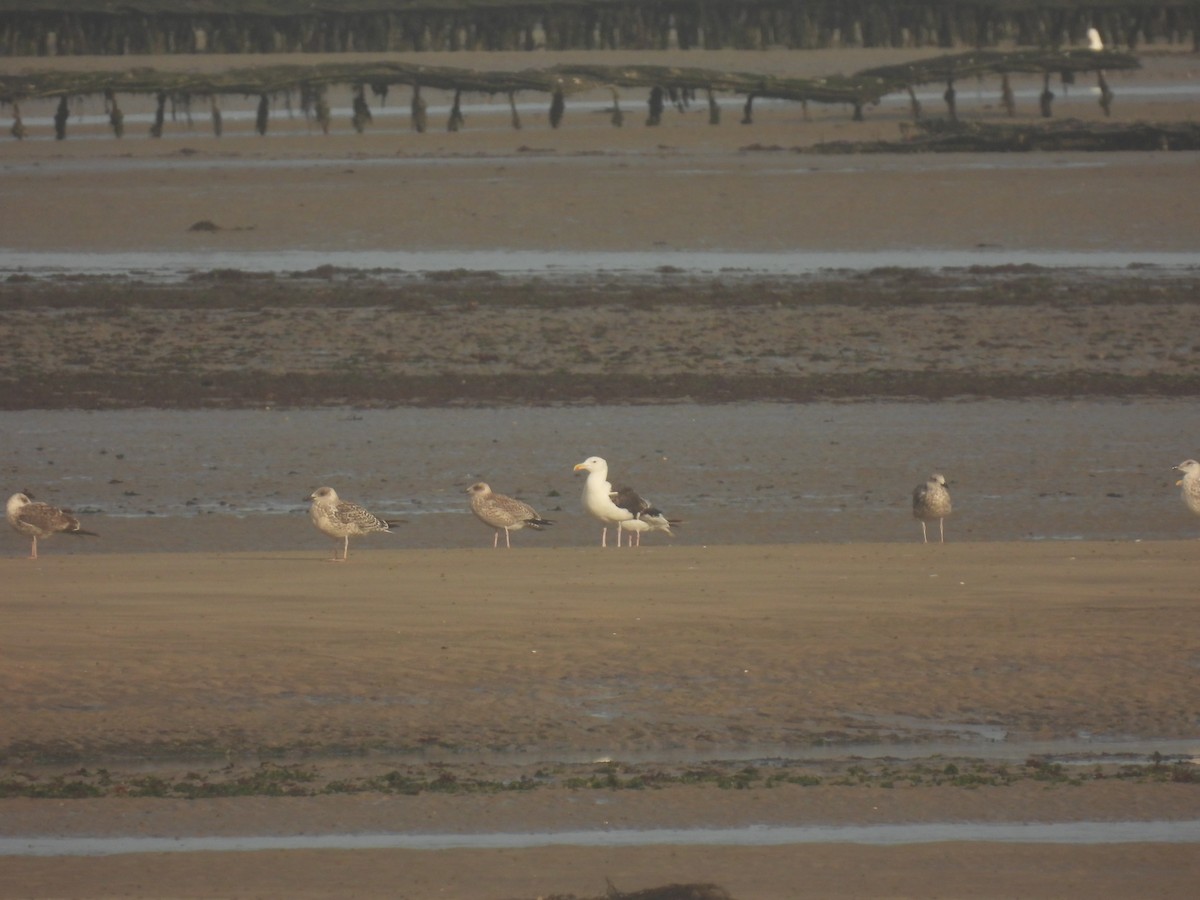 Great Black-backed Gull - ML641117301