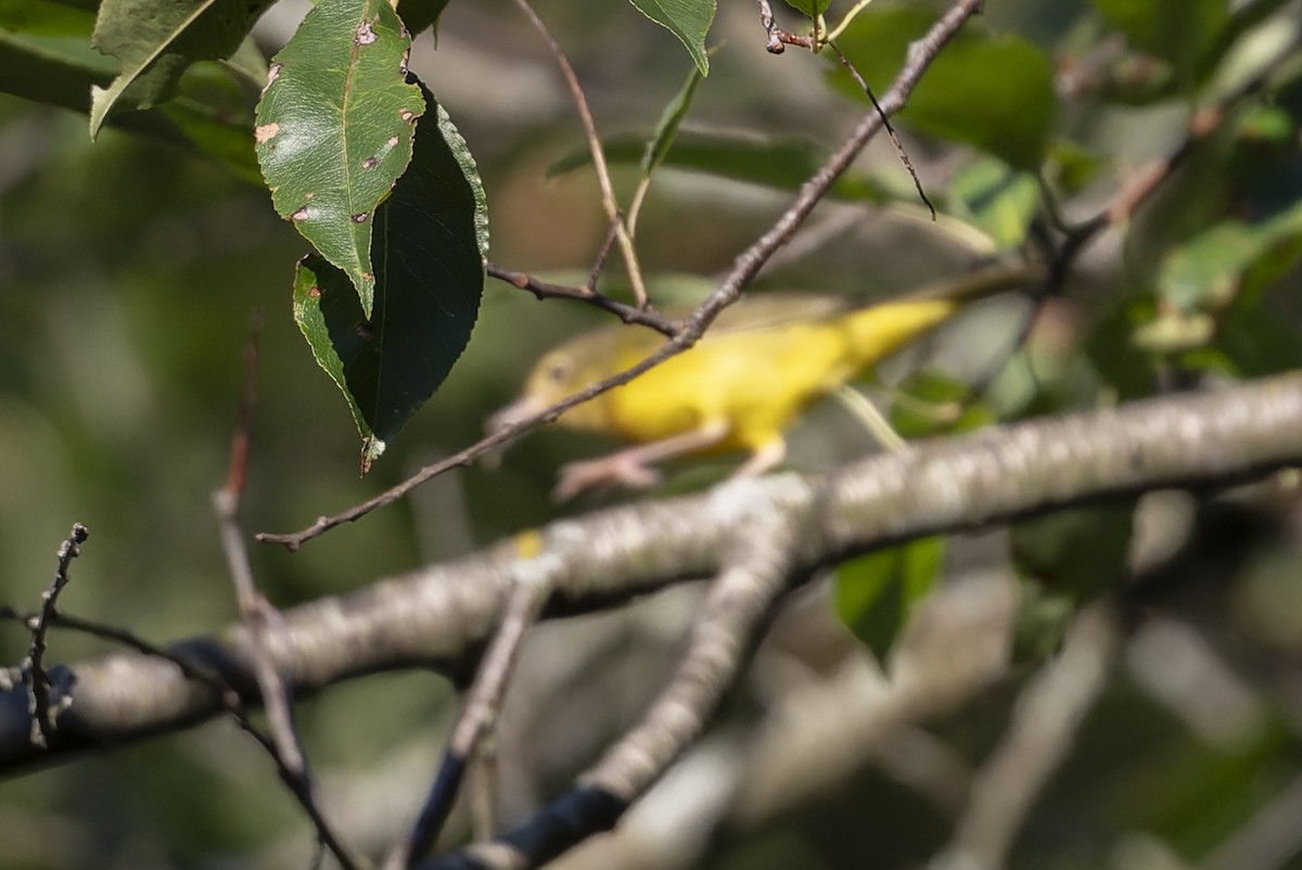 Connecticut Warbler - ML641117328