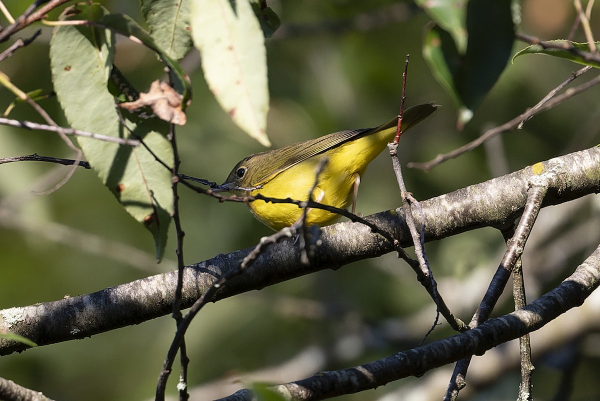 Connecticut Warbler - ML641117329