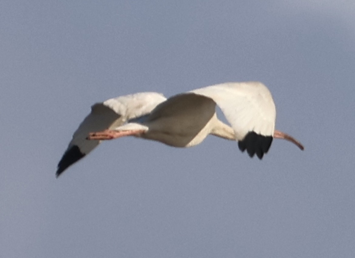 White Ibis - ML641117343