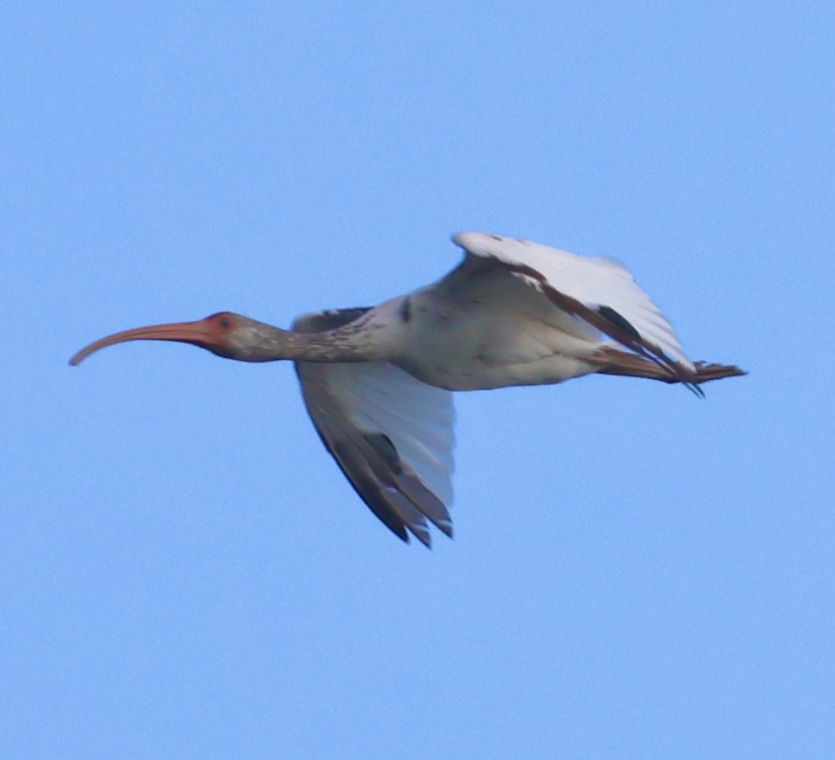 White Ibis - ML641117344