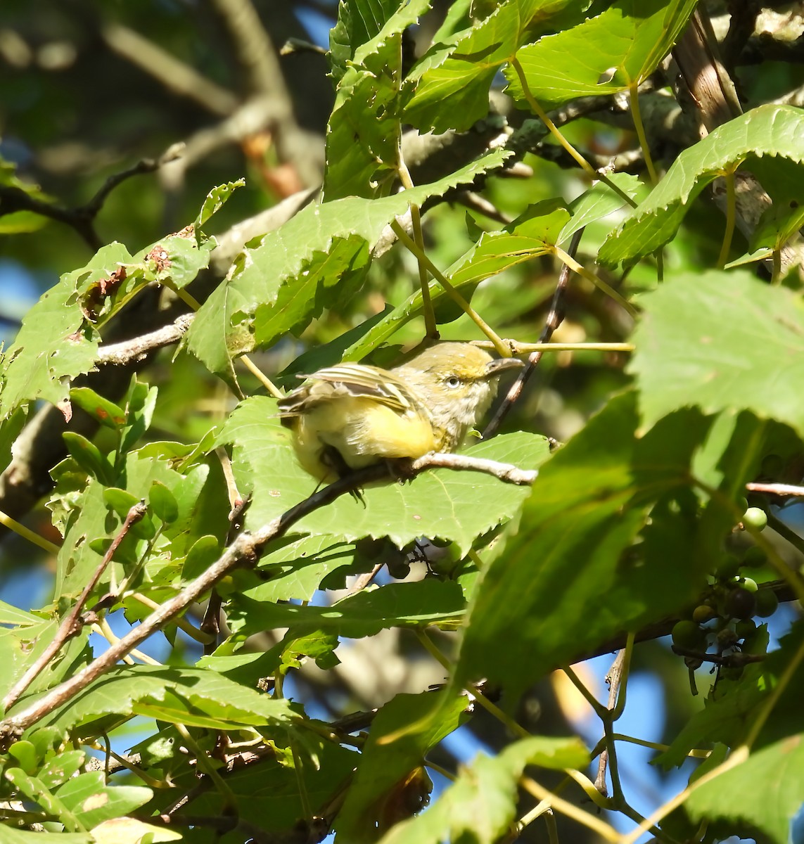 White-eyed Vireo - ML641117369
