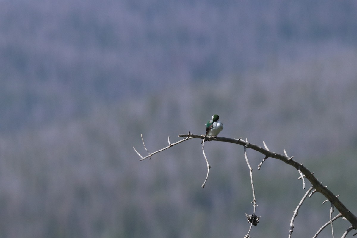 Violet-green Swallow - ML641117432