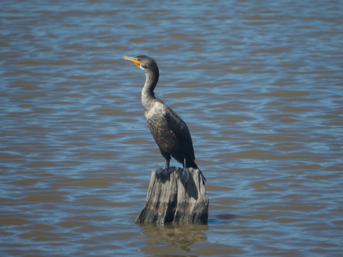 Double-crested Cormorant - ML641117468