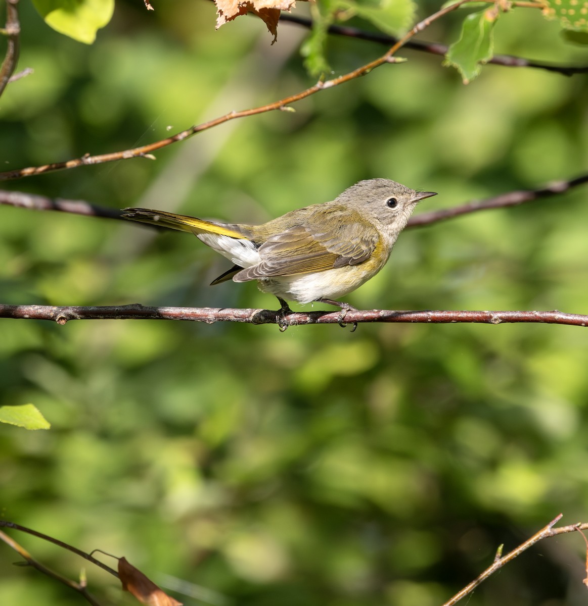 American Redstart - ML641117491