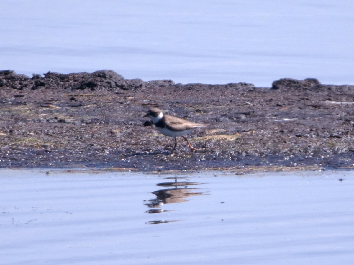 Semipalmated Plover - ML641117492