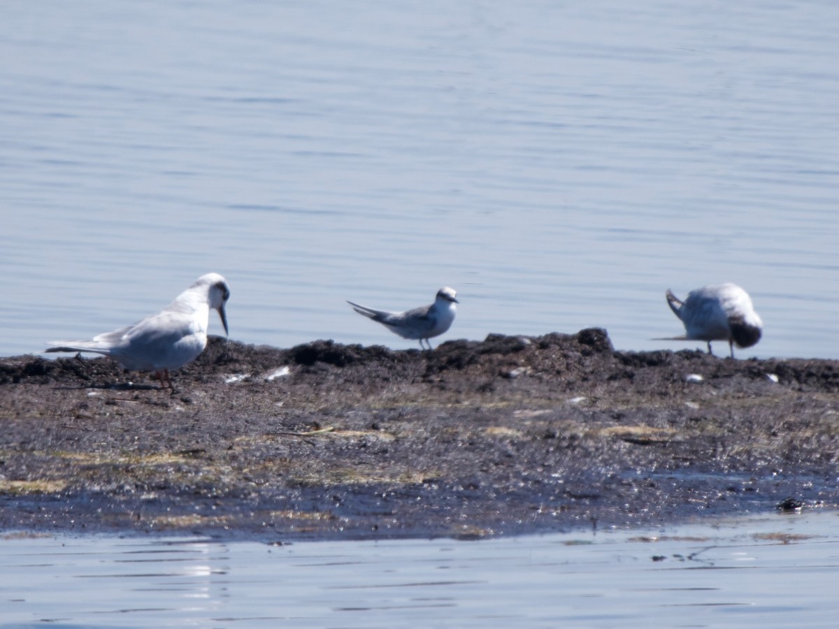 Least Tern - ML641117503