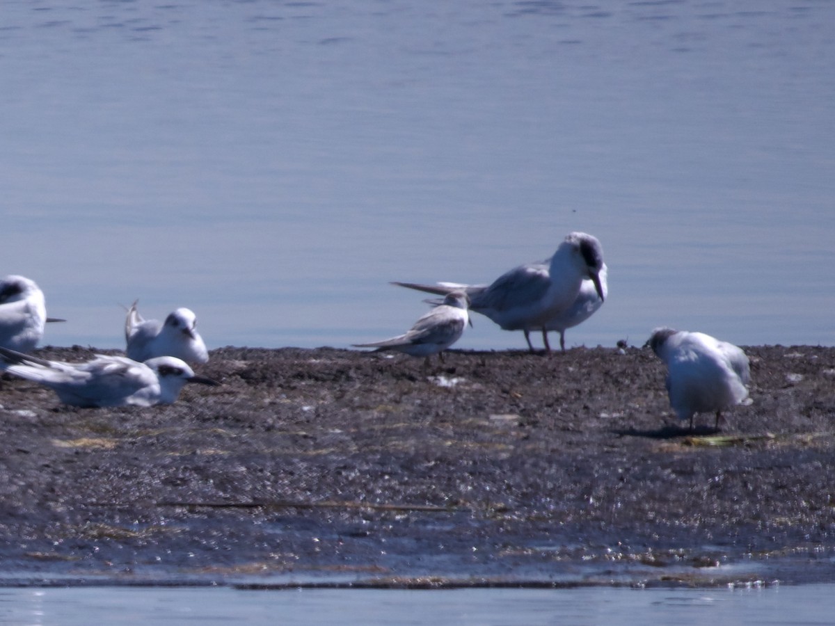 Least Tern - ML641117504