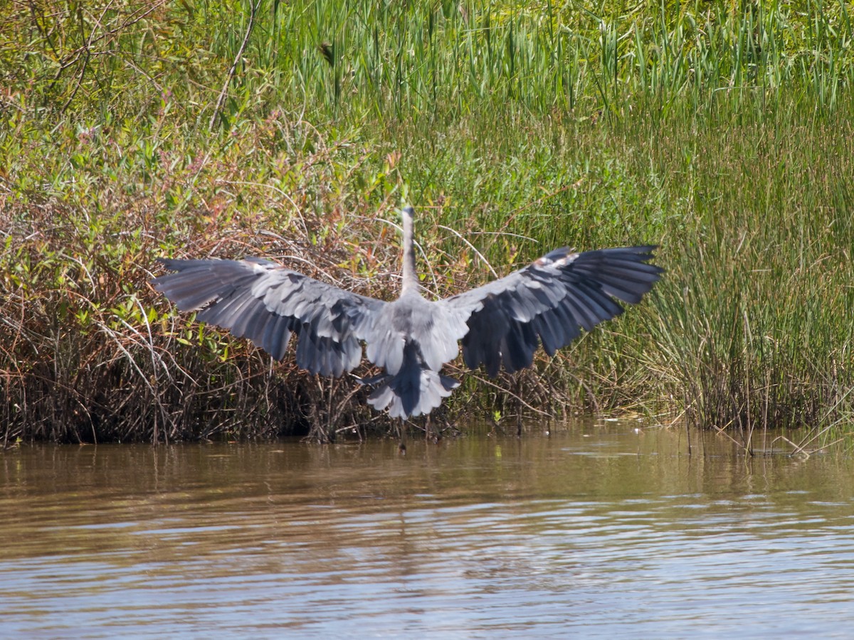 Great Blue Heron - ML641117514