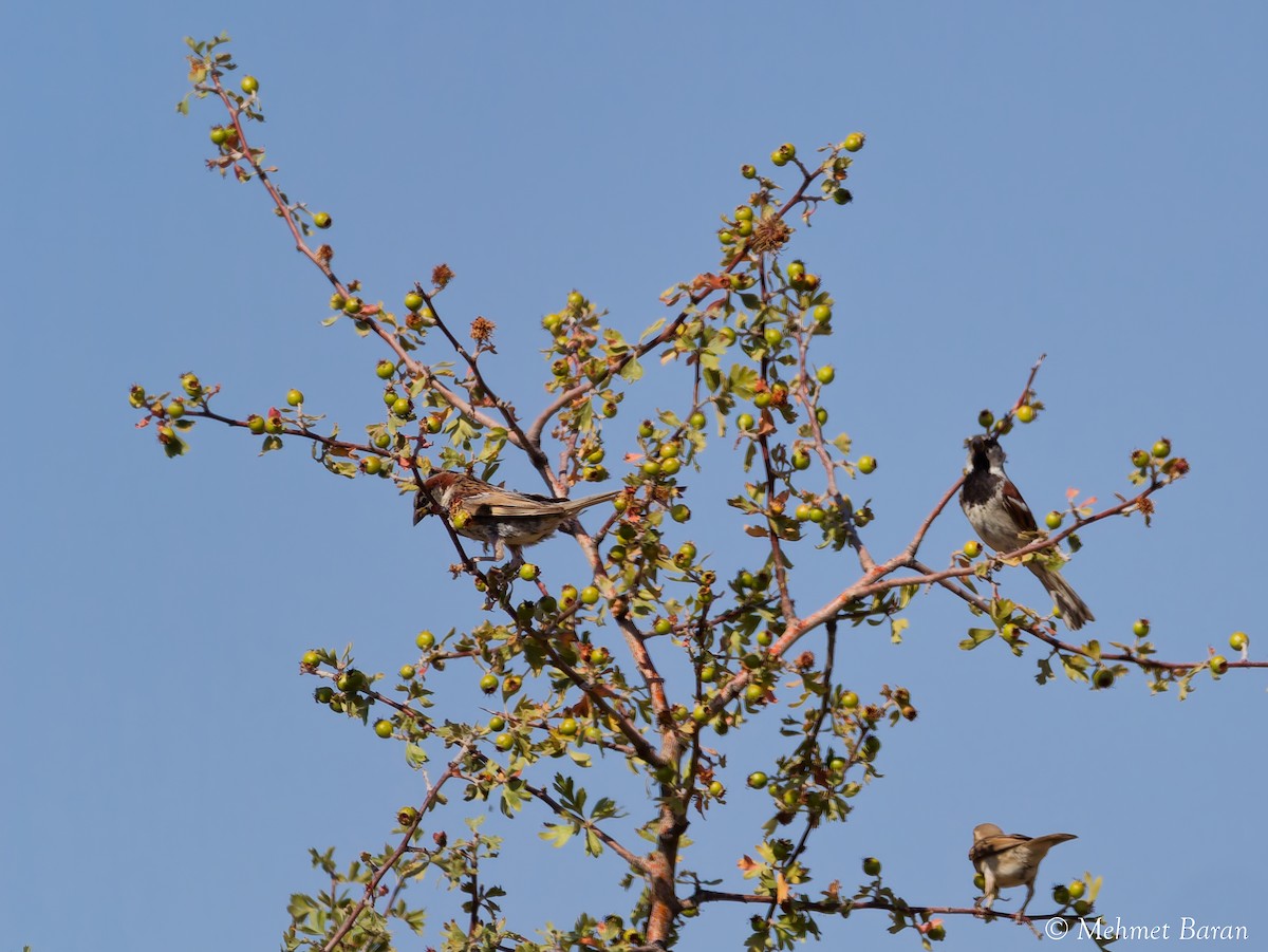 Haussperling - ML641117515
