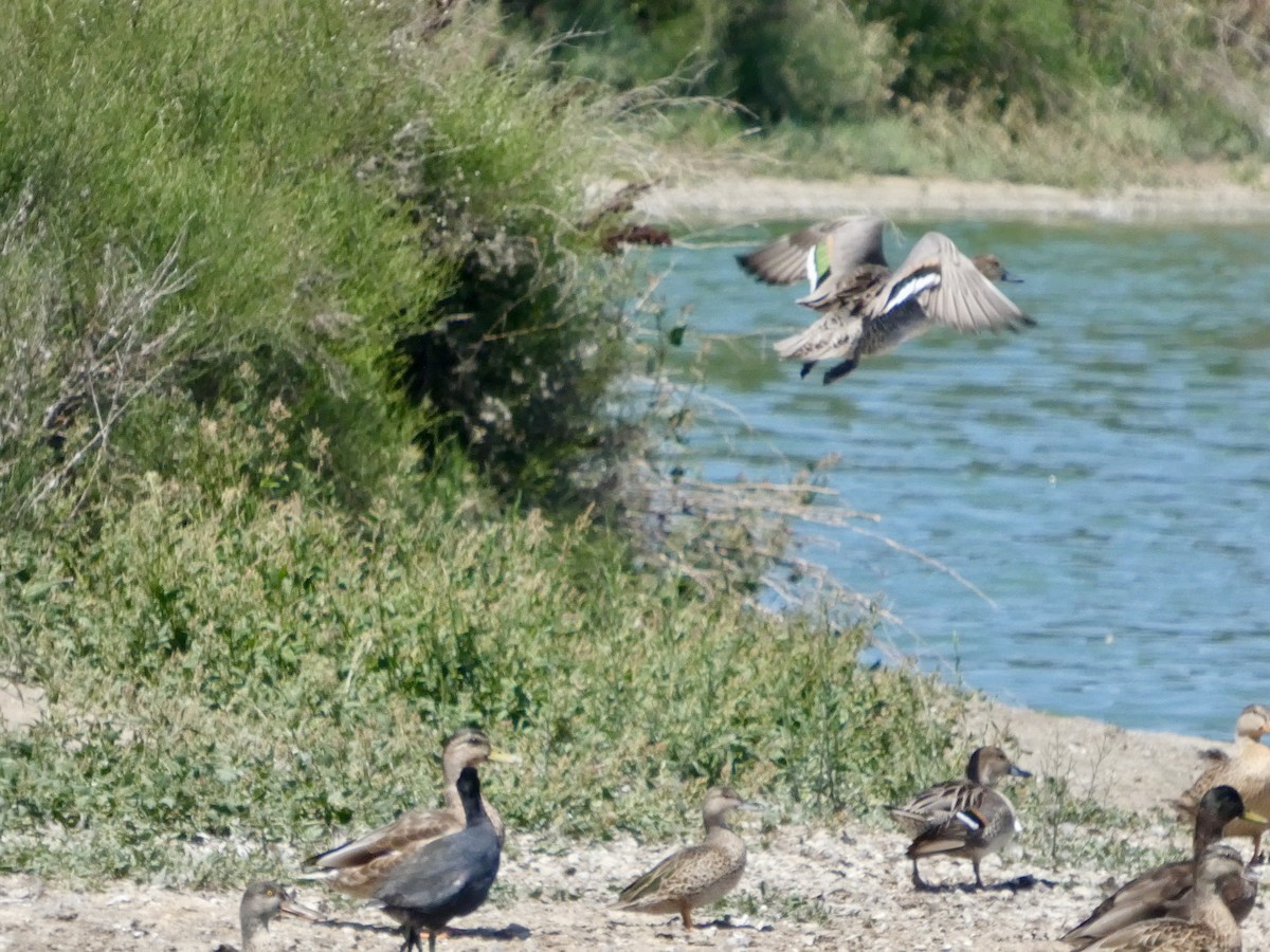 Northern Pintail - ML641117520