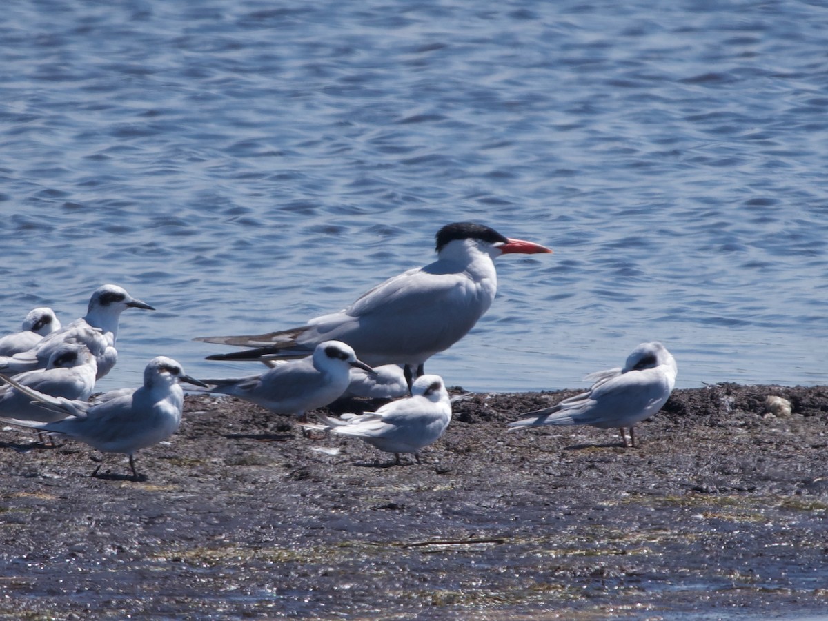 Caspian Tern - ML641117524