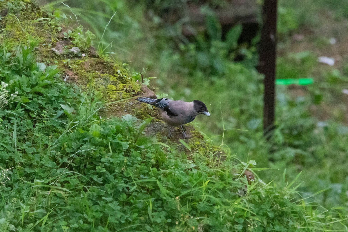 Black-headed Jay - ML641117525