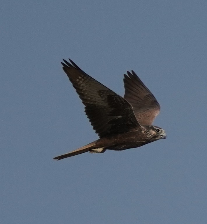 Falco laggar - ML641117529