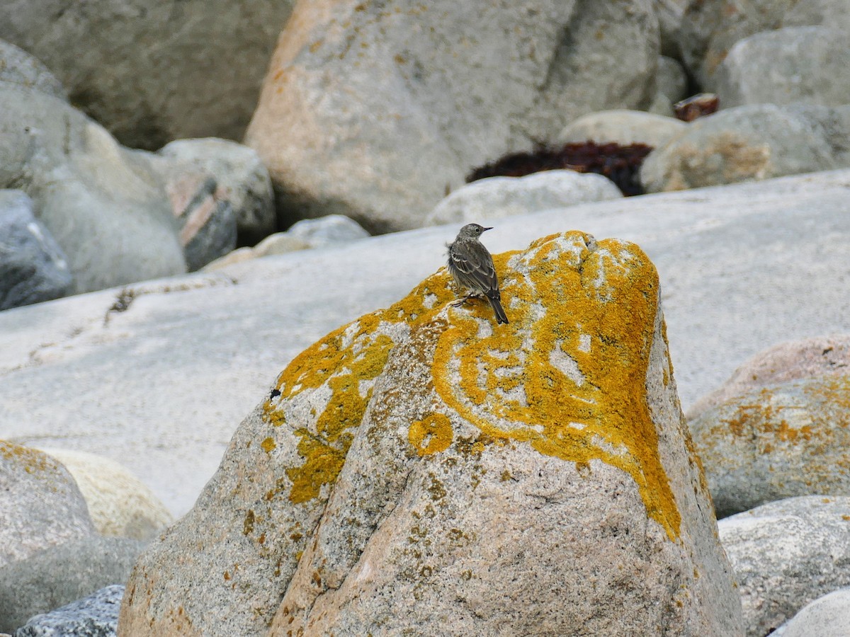 Rock Pipit - ML641117534