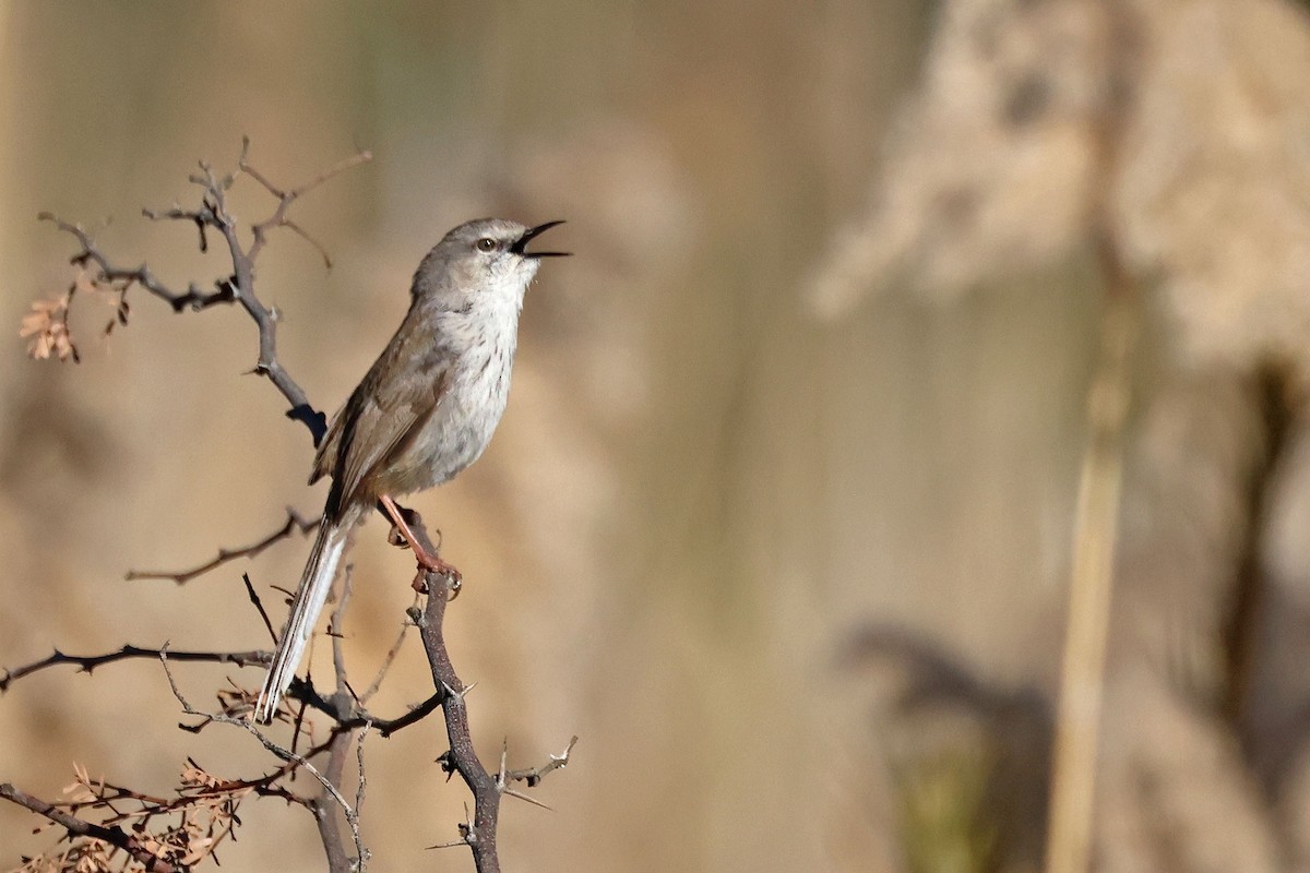 Namaqua Warbler - ML641117550