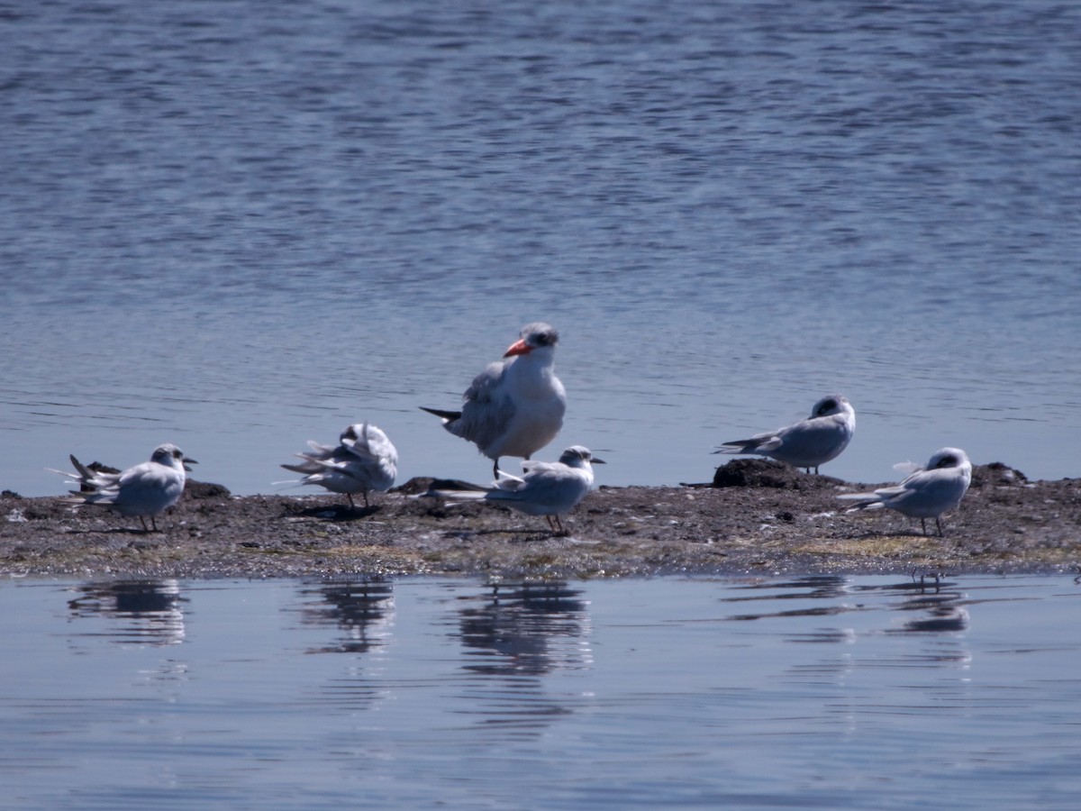 Caspian Tern - ML641117551
