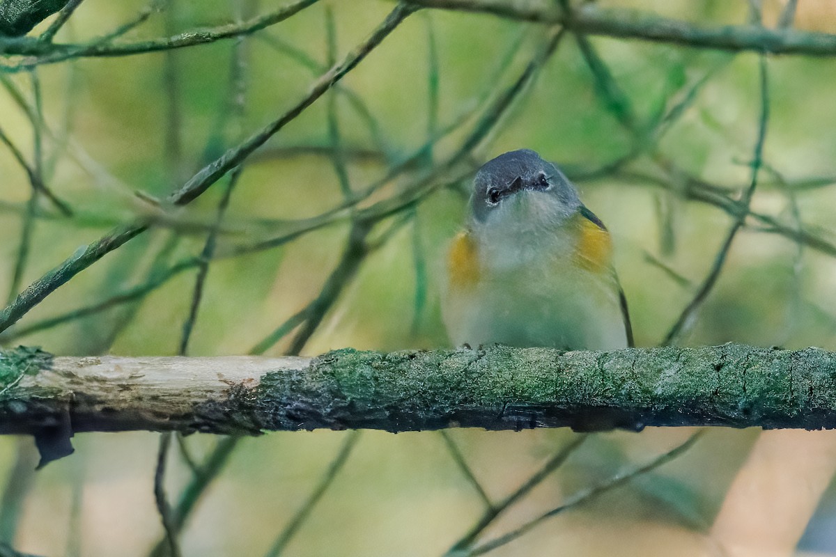 American Redstart - ML641117553